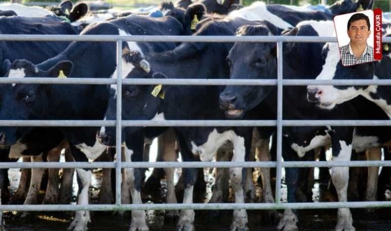 Et ithalatında rekor yaklaşıyor!  – Güncel ekonomi haberleri