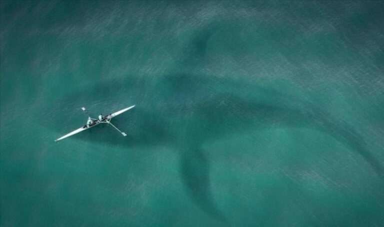 Dünyanın en büyük balığını avlamak için özel teknikler kullanın – Son Dakika Bilim Teknoloji Haberleri