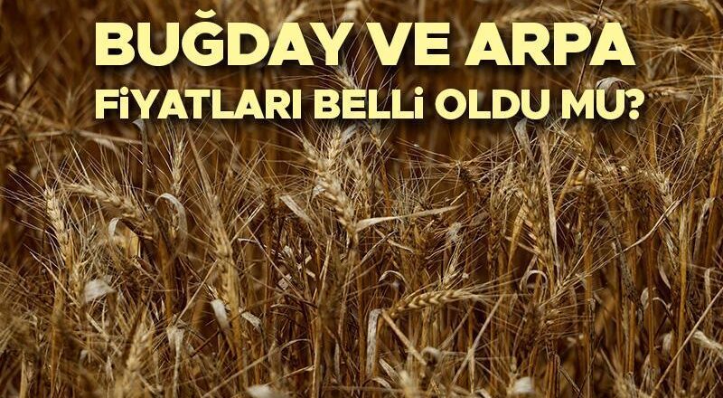 BUĞDAY ALIM FİYATLARI 2025 | TMO buğday ve hububat fiyatları ne zaman açıklanacak, buğday fiyatları belli oldu mu? İşte güncel taban fiyatları!