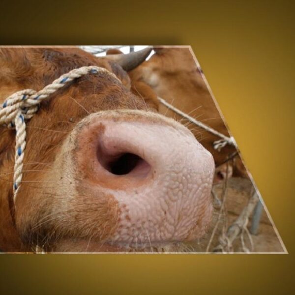 Ankara’dan sonra Bolu! Deli dana hastalığı paniği… Deli dana hastalığı nedir, nasıl bulaşır? Deli dana hastalğının belirtileri nelerdir, insandan insana bulaşır mı?